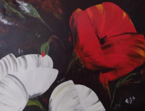 red and white poppy